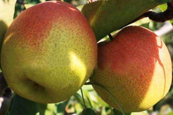 紅肖梨的功效與作用及禁忌 紅肖梨營養價值