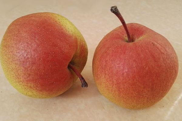 紅肖梨的功效與作用及禁忌 紅肖梨營養價值