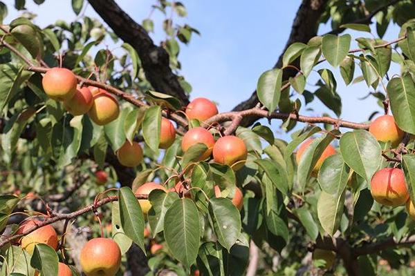 紅肖梨是什么梨 紅肖梨產(chǎn)地在哪里 紅肖梨藥用價值