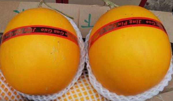 黃河蜜瓜市場價格多少錢一斤 黃河蜜瓜產地在哪里