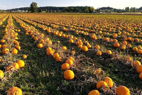 黃河蜜瓜市場價格多少錢一斤 黃河蜜瓜產地在哪里