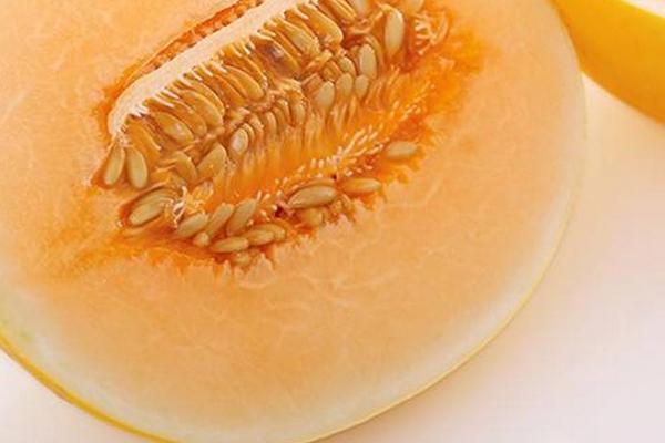 黃河蜜瓜市場價格多少錢一斤 黃河蜜瓜產地在哪里