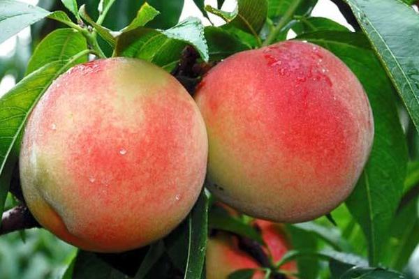 久保桃功效與作用及禁忌 久保桃營(yíng)養(yǎng)價(jià)值