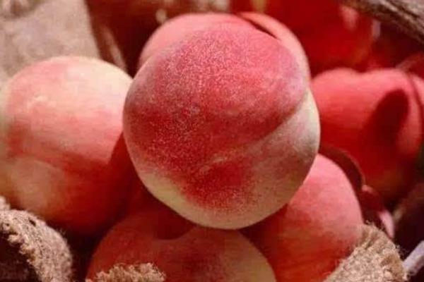 久保桃功效與作用及禁忌 久保桃營養價值