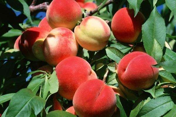 久保桃功效與作用及禁忌 久保桃營養價值