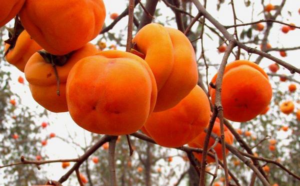 磨盤柿子產地在哪里 磨盤柿能做柿餅嗎