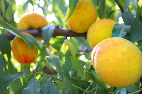 什么是杏桃果 杏桃產地在哪里