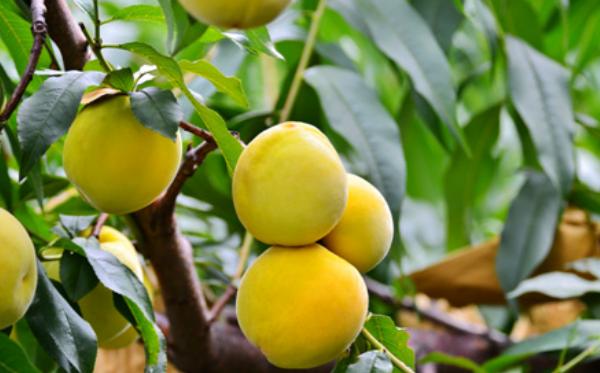 什么是杏桃果 杏桃產地在哪里