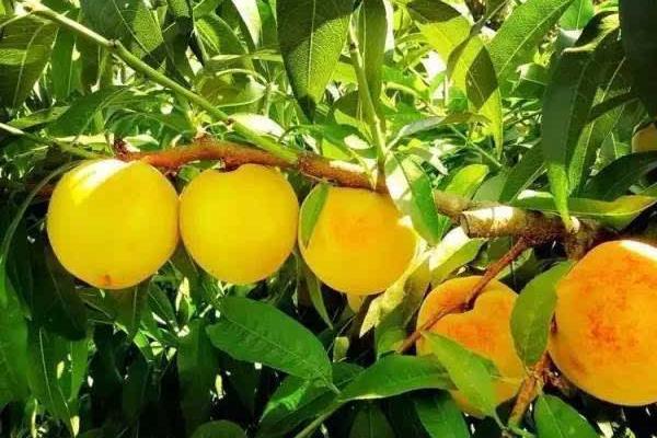 什么是杏桃果 杏桃產地在哪里