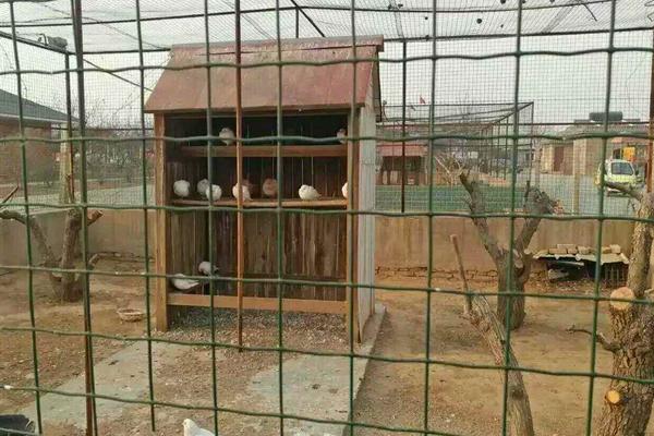 養(yǎng)雞圍欄鐵絲網(wǎng)價(jià)格多少錢(qián)一卷（1.5米*30米） 養(yǎng)雞圍欄鐵絲網(wǎng)的種類