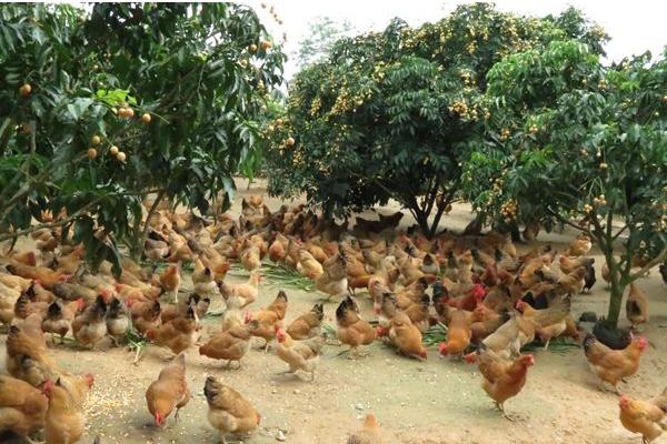 林下養(yǎng)雞3000只成本需要多少 林下養(yǎng)雞一畝可以養(yǎng)多少只