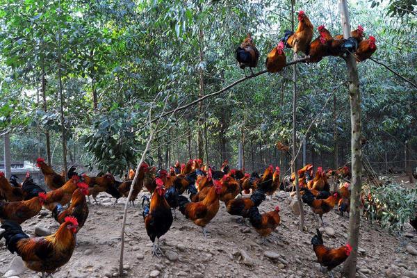 林下養(yǎng)雞3000只成本需要多少 林下養(yǎng)雞一畝可以養(yǎng)多少只