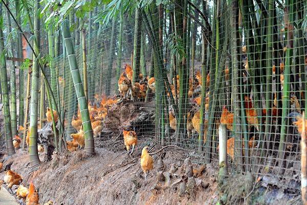 林下養(yǎng)雞3000只成本需要多少 林下養(yǎng)雞一畝可以養(yǎng)多少只