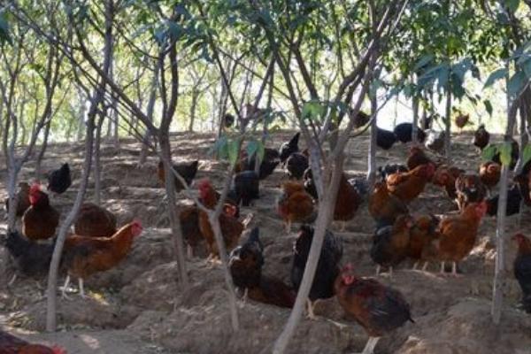 林下養(yǎng)雞3000只成本需要多少 林下養(yǎng)雞一畝可以養(yǎng)多少只