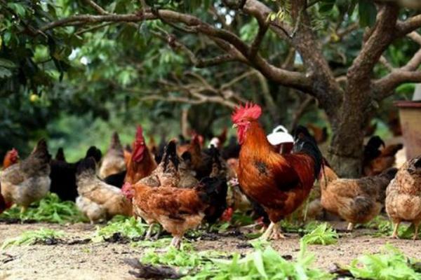 林下養(yǎng)雞3000只成本需要多少 林下養(yǎng)雞一畝可以養(yǎng)多少只