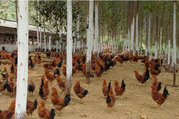 林下養(yǎng)雞3000只成本需要多少 林下養(yǎng)雞一畝可以養(yǎng)多少只