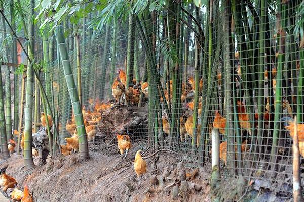 科學林下散養養雞技術 散養放養雞怎么養長得快