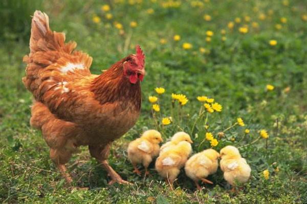 雞的常見品種有哪些（十大名雞） 最好的土雞品種是什么