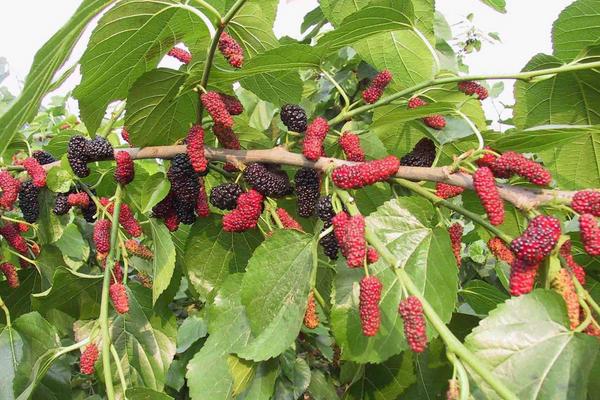 桑葚怎么種 桑葚種植方法與注意事項