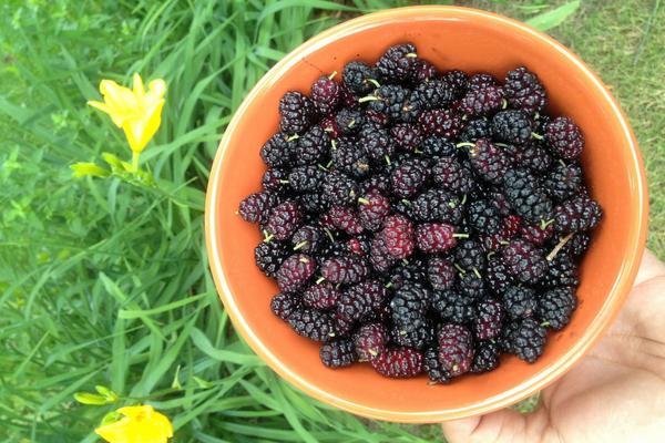 桑果酒對男人的功效 桑果酒怎么釀