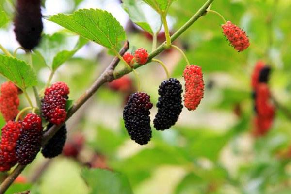 桑葚產地在哪里 桑葚幾年結果