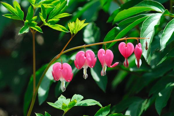 荷包牡丹什么時(shí)候開花 荷包牡丹花期是幾月