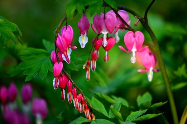 荷包牡丹什么時(shí)候開花 荷包牡丹花期是幾月