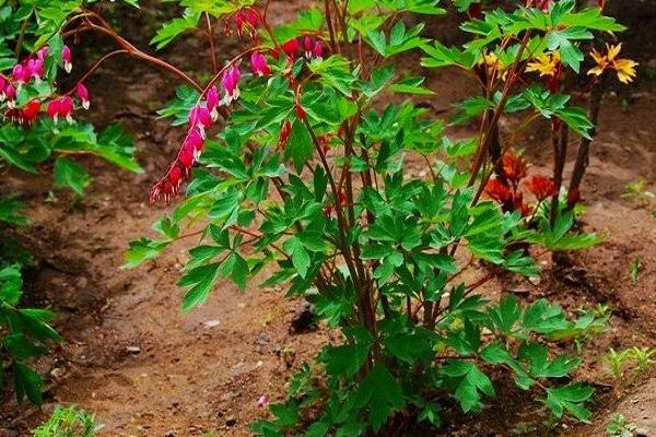 荷包牡丹什么時(shí)候開花 荷包牡丹花期是幾月