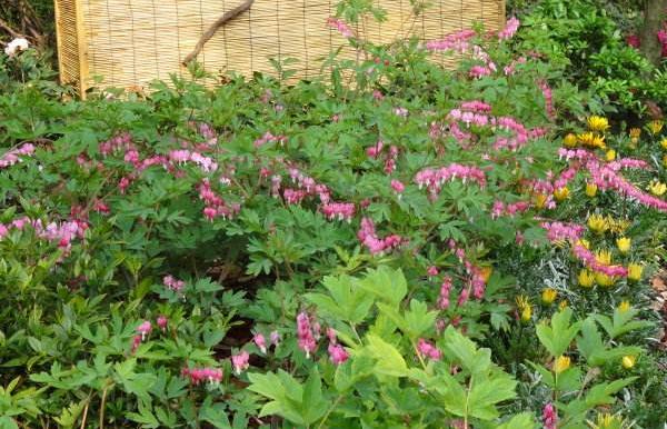 荷包牡丹什么時(shí)候開花 荷包牡丹花期是幾月