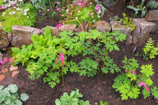荷包牡丹什么時(shí)候開花 荷包牡丹花期是幾月
