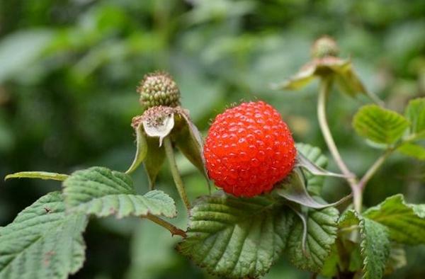 覆盤子怎么種 覆盤子種植方法與注意事項(xiàng)