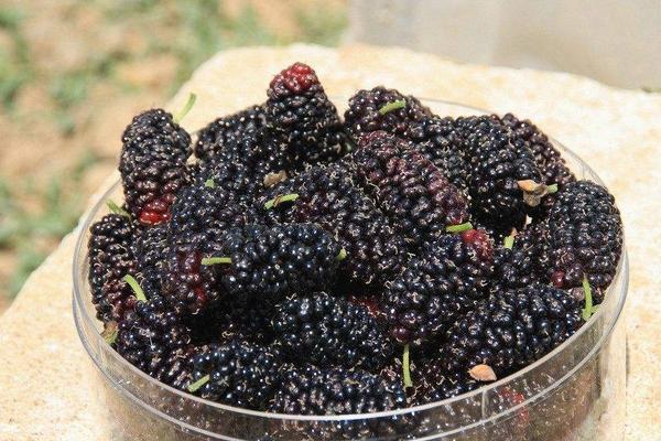 黑莓是桑葚嗎 桑葚是什么