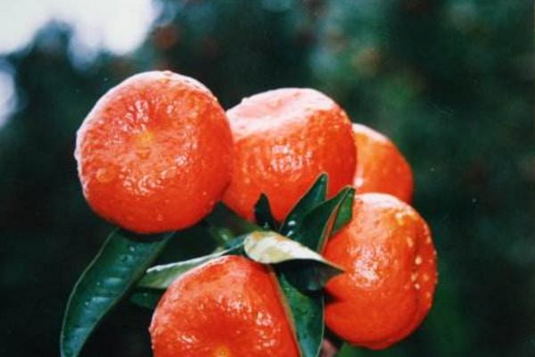 紅桔市場價格多少錢一斤 紅桔產(chǎn)地在哪里