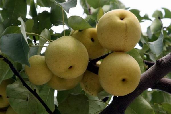 京白梨市場價格多少錢一斤 京白梨產地在哪里