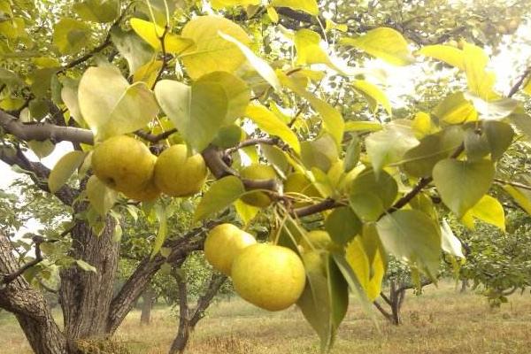 京白梨市場價格多少錢一斤 京白梨產(chǎn)地在哪里