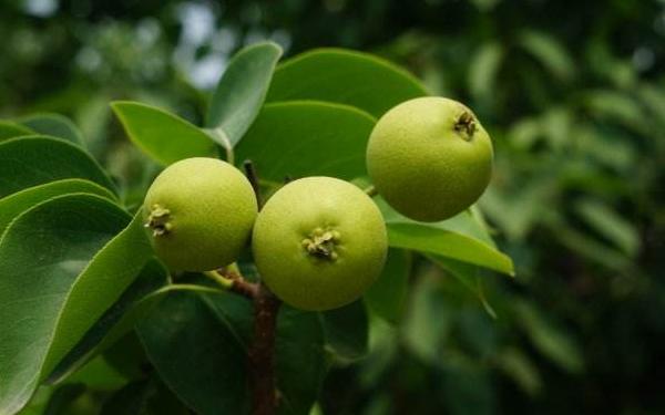 京白梨市場價格多少錢一斤 京白梨產(chǎn)地在哪里