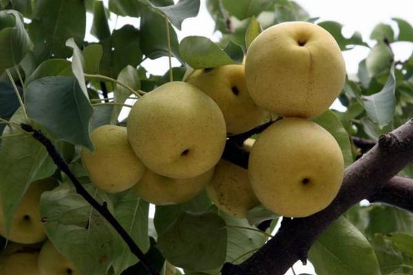 京白梨市場價格多少錢一斤 京白梨產(chǎn)地在哪里