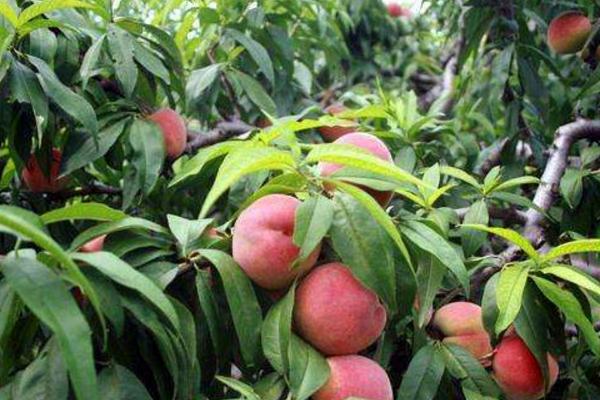 久保桃畝產(chǎn)多少斤 久保桃種植技術(shù)與注意事項(xiàng)