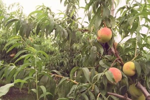 久保桃畝產(chǎn)多少斤 久保桃種植技術(shù)與注意事項(xiàng)