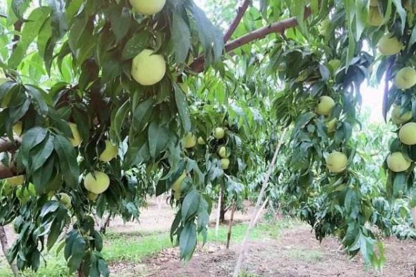 久保桃畝產(chǎn)多少斤 久保桃種植技術(shù)與注意事項(xiàng)