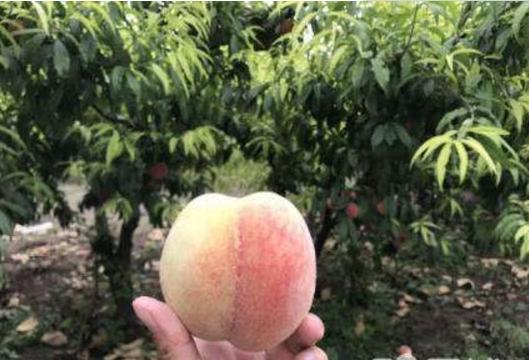 久保桃畝產(chǎn)多少斤 久保桃種植技術(shù)與注意事項(xiàng)