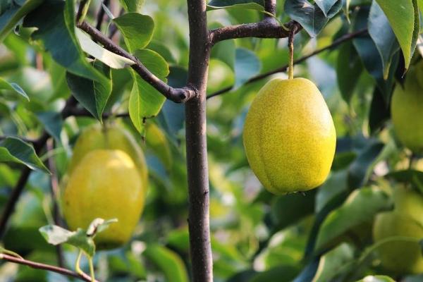 什么是長把梨 長把梨怎么吃