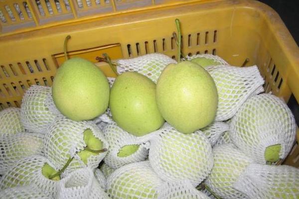 什么是長把梨 長把梨怎么吃