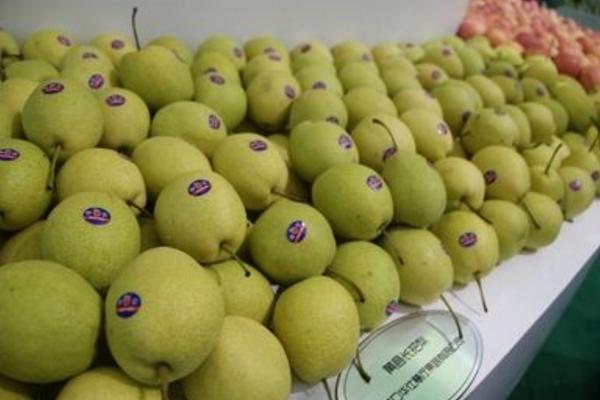 什么是長把梨 長把梨怎么吃