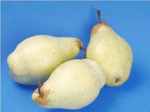 什么是長把梨 長把梨怎么吃