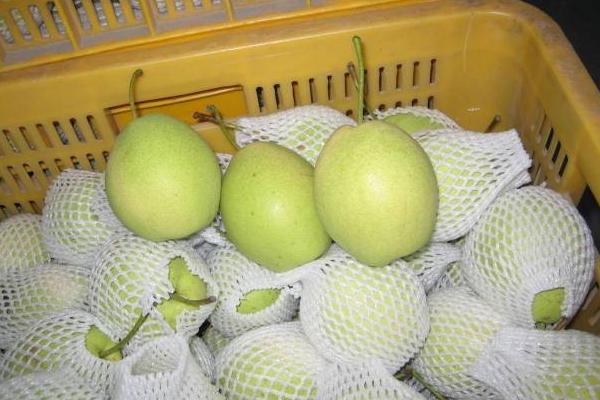 長把梨功效與作用及禁忌 長把梨營養價值