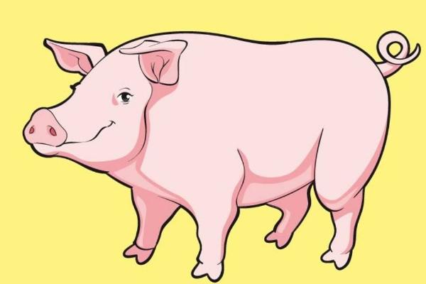 夢見豬是什么意思 女人夢見一群大黑豬有什么預兆