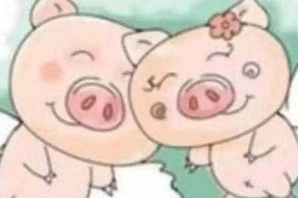 夢見豬是什么意思 女人夢見一群大黑豬有什么預兆