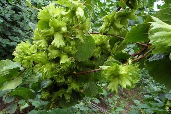 榛子樹的種植方法與注意事項 榛子樹長在哪里