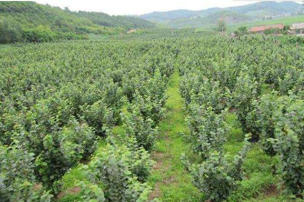 榛子樹的種植方法與注意事項 榛子樹長在哪里